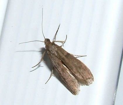 Adult &bull; Fareham, Hampshire &bull; &copy; Dan Houghton