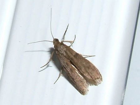 Dried Currant Moth Cadra cautella