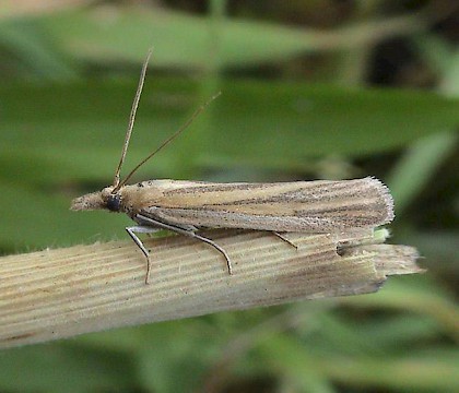 Adult &bull; &copy; John Walters