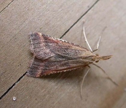 Adult &bull; Gastes, France &bull; &copy; Donald Hobern