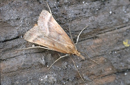 Synaphe punctalis