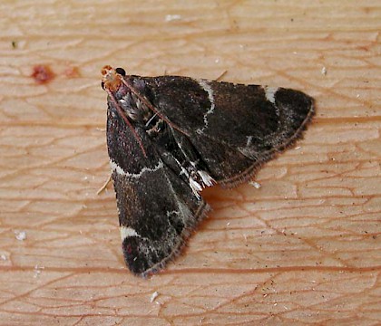 Adult &bull; Fernham, Oxon &bull; &copy; Steve Nash