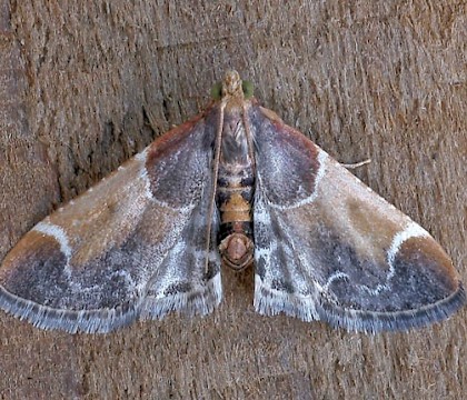 Adult &bull; Rugby, Warwickshire &bull; &copy; Paul Nicholas