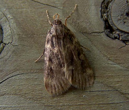 Adult &bull; Haarlem, Netherlands &bull; &copy; Ben Kruijsen