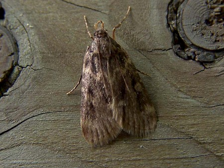 Small Tabby Aglossa caprealis