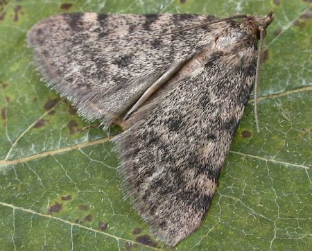 Large Tabby Aglossa pinguinalis