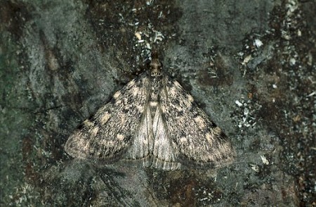 Large Tabby Aglossa pinguinalis