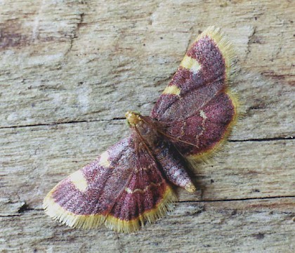 Adult &bull; Littleborough, Lancashire &bull; &copy; Ian Kimber