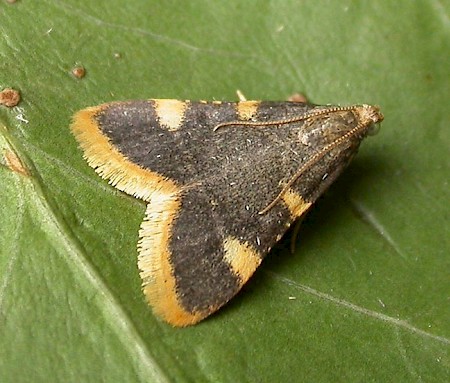 Gold Triangle Hypsopygia costalis