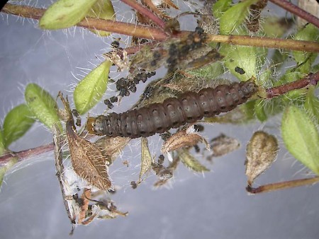 Pyrausta cingulata