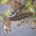 Larva • Downas Valley, Cornwall. On Thymus sp. • © Bob Heckford