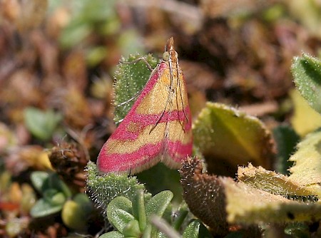 Pyrausta sanguinalis