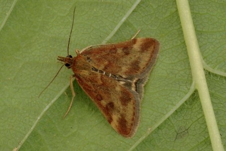 Pyrausta despicata