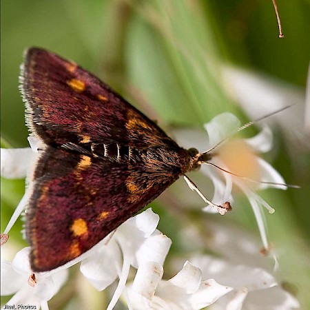 Pyrausta aurata