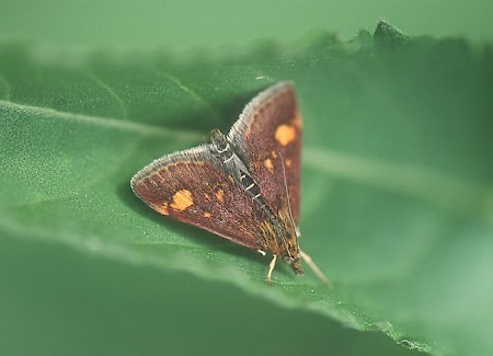 Pyrausta aurata