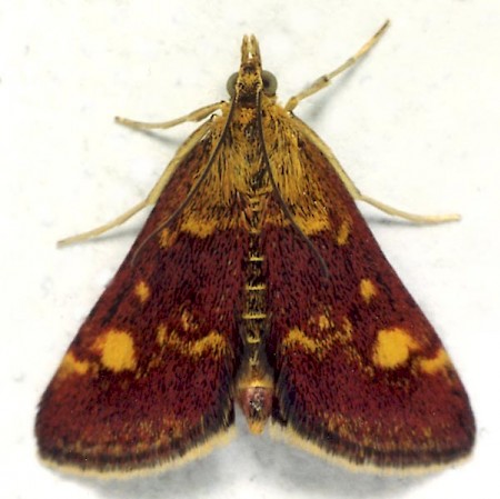 Pyrausta aurata