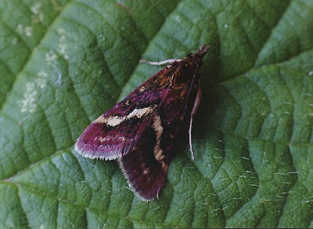 Pyrausta ostrinalis