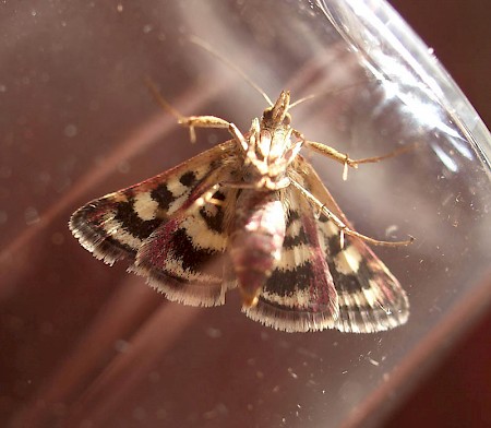 Pyrausta ostrinalis