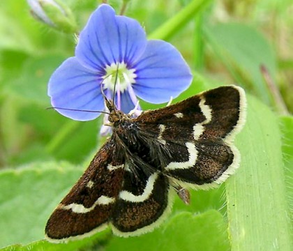 Adult &bull; Headley Warren, Surrey &bull; &copy; Malcolm Bridge