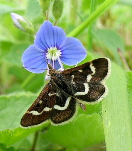 Pyrausta nigrata