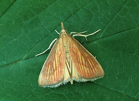 Nascia cilialis