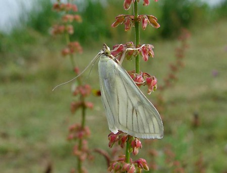 Sitochroa palealis