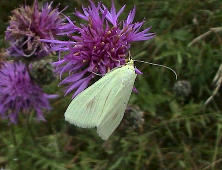 Sitochroa palealis