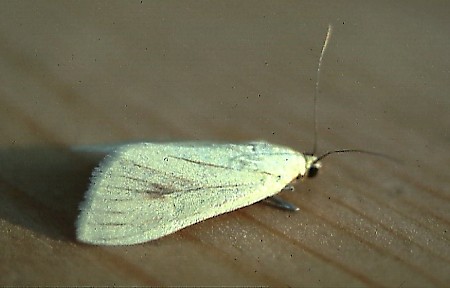 Sitochroa palealis