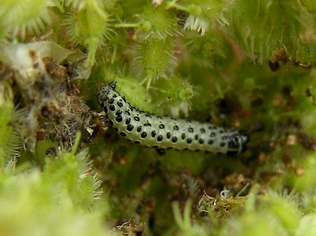 Sitochroa palealis