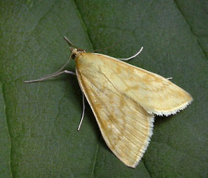 Adult &bull; &copy; Keith Tailby