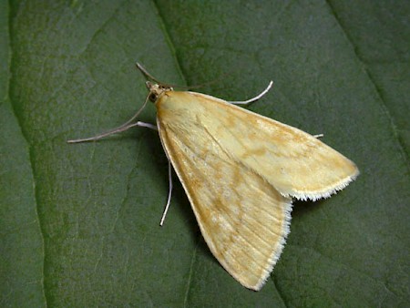 Sitochroa verticalis