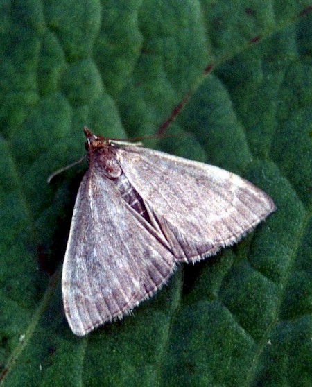 Anania fuscalis