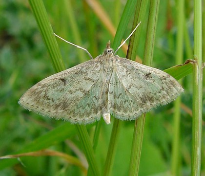 Adult &bull; Attenborough NR, Nottinghamshire &bull; &copy; Ingeborg M. M. van Leeuwen