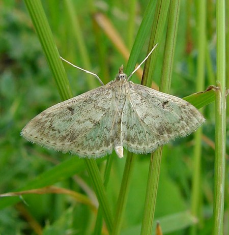 Anania perlucidalis