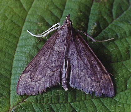 Adult &bull; Gait Barrows NNR, Lancashire &bull; &copy; Ian Kimber