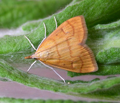 Adult &bull; Reared from larva. Rixton, Cheshire &bull; &copy; Ben Smart