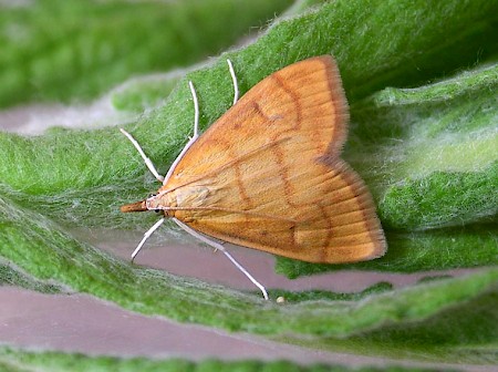 Anania crocealis