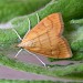 Adult • Reared from larva. Rixton, Cheshire • © Ben Smart