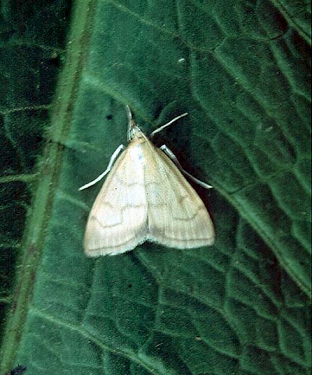 Anania crocealis