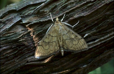 Anania verbascalis