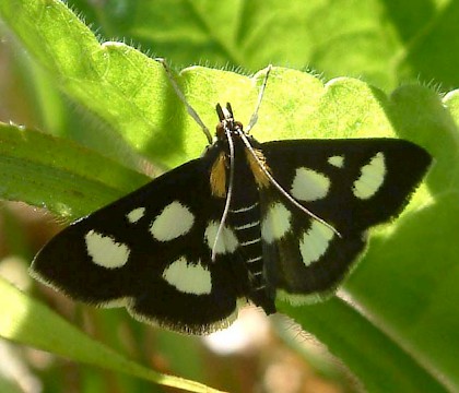 Adult &bull; Gait Barrows NNR, Lancashire &bull; &copy; Rob Petley-Jones