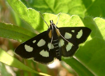 Anania funebris