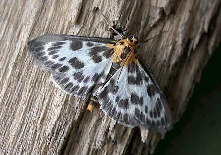 Small Magpie Anania hortulata