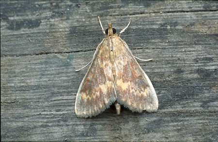 European Corn-borer Ostrinia nubilalis