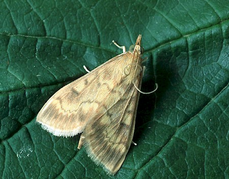 European Corn-borer Ostrinia nubilalis