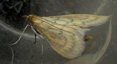 Bordered Pearl Paratalanta pandalis