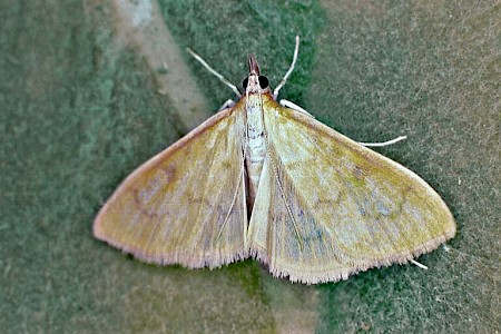 Paratalanta hyalinalis