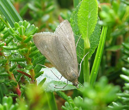 Adult &bull; Inverness-shire &bull; &copy; M. Parsons/Butterfly Conservation
