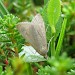 Adult • Inverness-shire • © M. Parsons/Butterfly Conservation