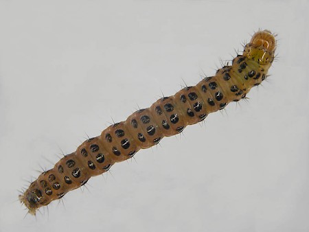 Udea uliginosalis